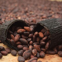 cacao beans 