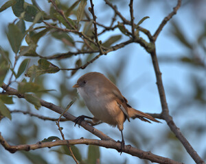 Female bearded tit ,Bearded reedling perched in a tree.
