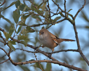 Female bearded tit ,Bearded reedling perched in a tree.