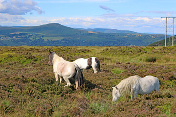 Ponies in the Black Mountains, Wales	