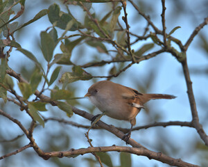 Female bearded tit ,Bearded reedling perched in a tree.