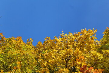 yellow leaves on maple trees and blue sky autumn