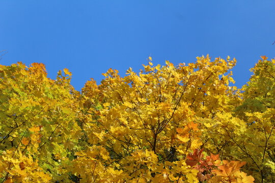 yellow leaves on maple trees and blue sky autumn