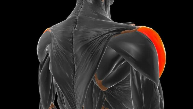Acromial part of deltoid Muscle Anatomy For Medical Concept 3D