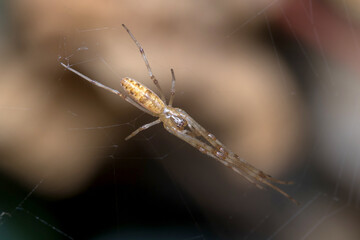 Tetragnatha sp spider waiting for preys on his web. High quality photo