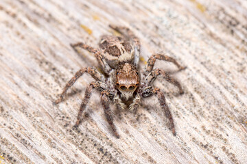 Female Plexippus paykulli spider posed on a wooden floor. High quality photo
