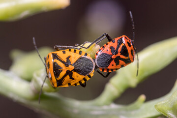 Couple of Eurydema ventralis mating on a green plant. High quality photo