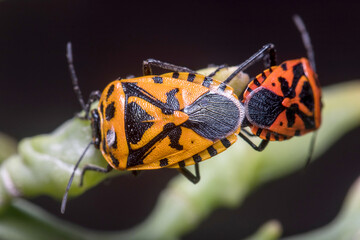 Couple of Eurydema ventralis mating on a green plant. High quality photo
