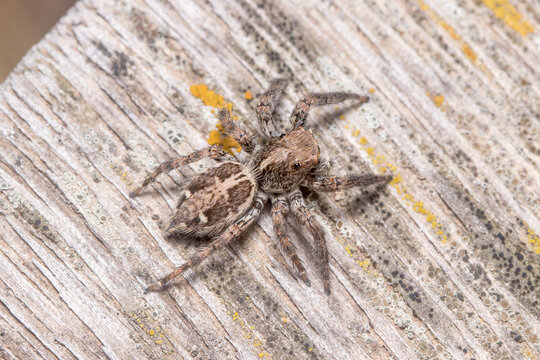 Female Plexippus paykulli spider posed on a wooden floor. High quality photo