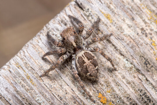 Female Plexippus paykulli spider posed on a wooden floor. High quality photo