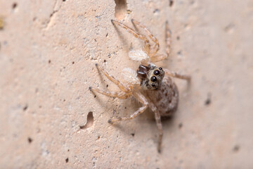 Female Menemerus semilimbatus spider staring from a concrete wall. High quality photo