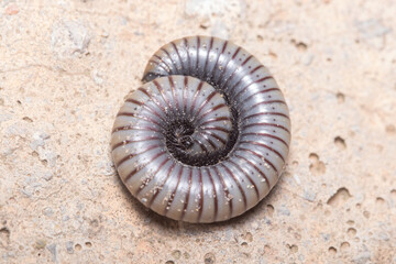 Ommatoiulus rutilans millipede rolled in a protective position. High quality photo