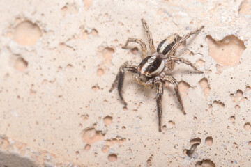 Male Plexippus paykulli spider posed on a concrete wall. High quality photo