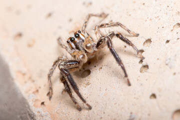 Male Plexippus paykulli spider posed on a concrete wall. High quality photo