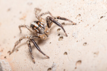 Male Plexippus paykulli spider posed on a concrete wall. High quality photo