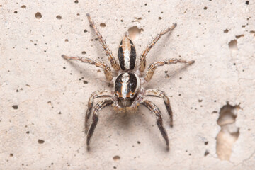 Male Plexippus paykulli spider posed on a concrete wall. High quality photo