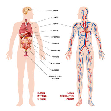 Internal Human Organs Circulatory System Scheme Concept