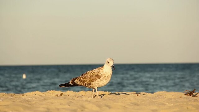 Gull. Larus argentatus. Seagull on the seashore. Bird videos