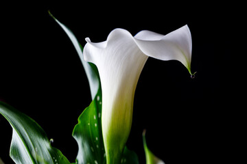 White calla flower with green leaves with black background