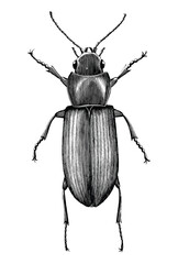 Black ground beetle hand draw vintage engraving style black and white clipart isolated on white background