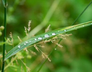 rain drops on the green grass