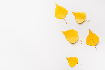 Autumn birch leaves. Yellow leaves on a white background. 