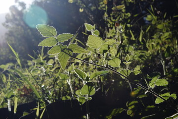 Sunshine Lights Up the Leaves 
