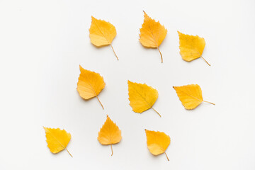 Naklejka premium Autumn birch leaves. Yellow leaves on a white background. 
