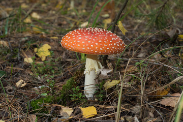 Amanita mushroom with a red hat in the forest