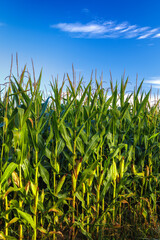 Corn farm against blue sky