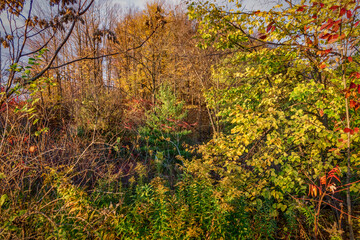 The changing fall colours of a Carolinian forset on an early morning sunrise