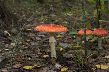 Amanita mushroom with a red hat in the forest