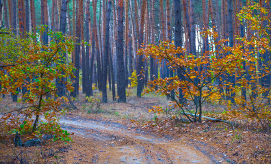 ground road in red dry forest, quiet autumn forest