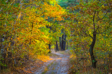 ground road in red dry forest, quiet autumn forest