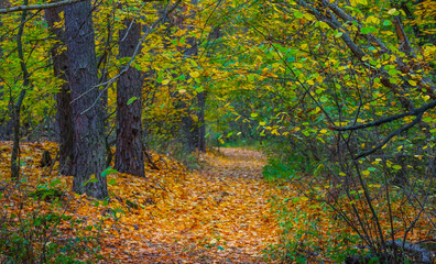 ground road in forest covered by dry leaves, autumn natural background