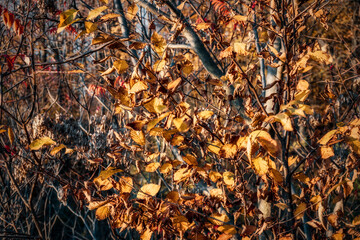 Birch tree leaves change colour and dry in the early morning sunlight