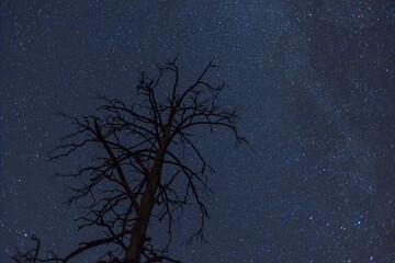 dry tree silhouette on night starry sky background