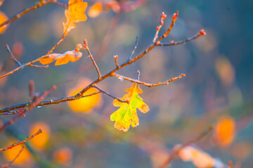 closeup red tree branch in forest, seasonal natural background