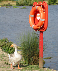 Lifeguard Goose