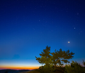 pine tree forest under starry sky at the twilight, natural night scene