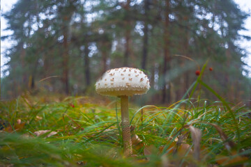 closeup Parasol mushroom in forest