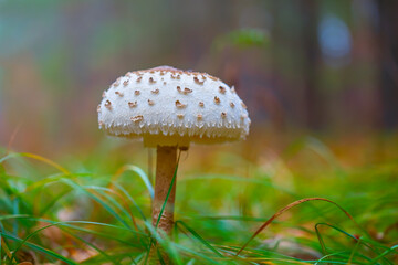 closeup Parasol mushroom in forest