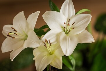 Naklejka na ściany i meble white lily flower