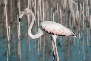 Flamenco Rosa - Phoenicopterus Roseus