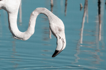 Flamenco Rosa - Phoenicopterus Roseus