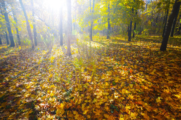 Obraz premium red autumn forest glade in light of sparkle sun, autumn season natural background