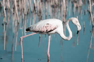 Flamenco Rosa - Phoenicopterus Roseus
