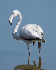 Flamenco Rosa - Phoenicopterus Roseus