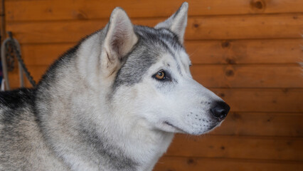 Siberian husky is kept in an aviary. The dog looks at the camera. Animal concept.