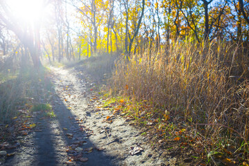 Obraz premium red autumn forest glade in light of sparkle sun, autumn season natural background